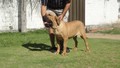 Matriz - Fila Brasileiro Dourado - Canil Singular - Fama Itanhandu